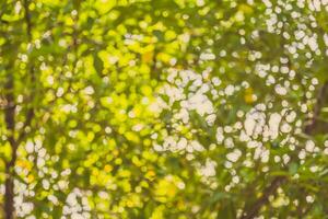 verde y azul bokeh de árbol y cielo foto