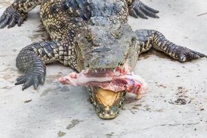 cocodrilo comer carne foto