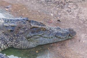 Head of crocodile photo