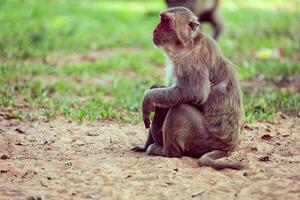 Lone monkey sitting on the grass photo