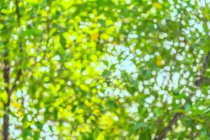 Green and blue bokeh of tree and sky photo