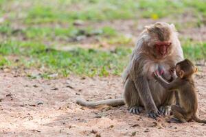 baby monkey hold the mother mokey breast photo