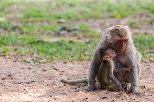 Mother monkey and baby monkey photo