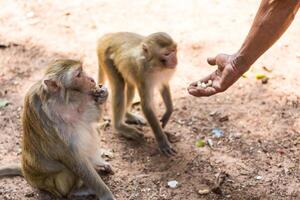 mono tomando comida desde humano mano foto