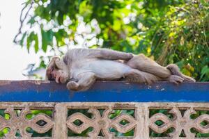 Monkey sleeping on the fence photo