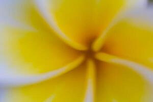 defocus of beautiful yellow flowers photo
