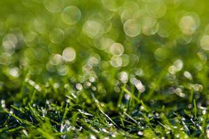 Bokeh green grass nature photo