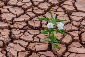 Pattern of cracked and dried soil With a white flower photo