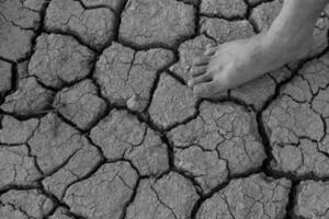 Naked human barefeet on dry soil with growing tree photo