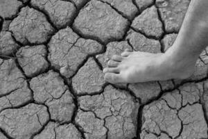 Naked human barefeet on dry soil with growing tree photo