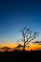 Big tree silhouette sunset photo