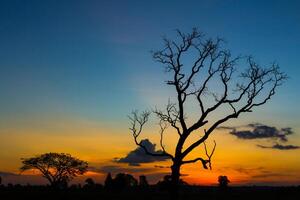 grande árbol silueta puesta de sol foto
