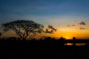 Big tree silhouette sunset photo