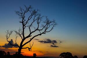 grande árbol silueta puesta de sol foto