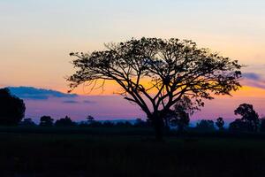 Big tree silhouette sunset photo