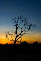 puesta de sol de silueta de árbol foto