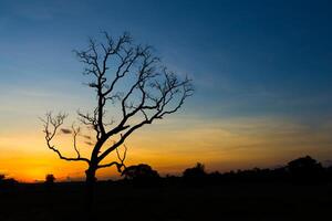 grande árbol silueta puesta de sol foto