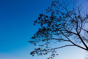 Big tree silhouette sunset photo