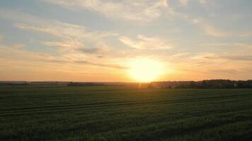 sereno pôr do sol sobre exuberante terras agrícolas, uma tranquilo pôr do sol Visão sobre uma vibrante verde campo. video