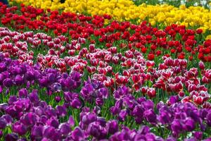 Spring Blooming, tulip Fields in Full Color photo