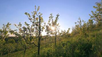 un Mela frutteto quello fioriture nel presto primavera. bellissimo natura a tramonto, e giovane Mela alberi con bianca fiori. video