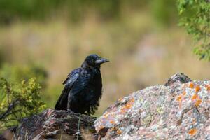 Black crow, Corvus corone, common crow photo