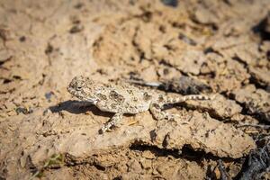 Toadhead agama lizard in its burrow in the sand of the desert photo