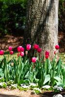 Festival of flower tulips in the garden photo