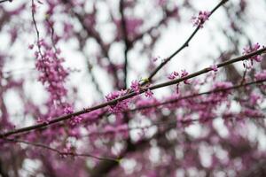 Blooming trees in spring photo