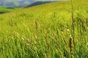 Wild flower in the mount photo