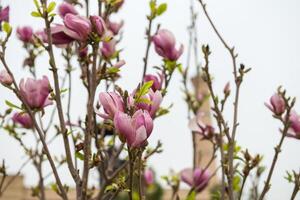 Blooming trees in spring photo