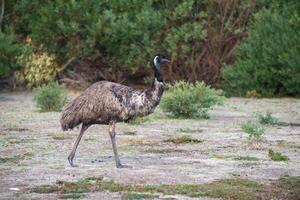 Australia Wild Emu in national park photo