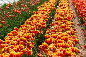 primavera floreciente, tulipán campos en lleno color foto