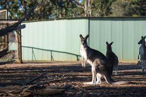 Kangaroos in Phillip Island Wildlife Park photo