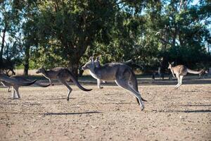 Kangaroos in Phillip Island Wildlife Park photo