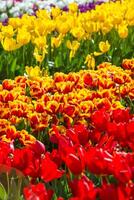 Spring Blooming, tulip Fields in Full Color photo