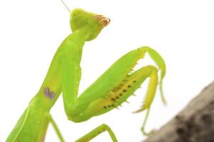 Close-up of a praying green mantis. Studio shot photo