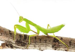 Close-up of a praying green mantis. Studio shot photo