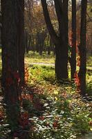 Forest with fog. Black Range Forest, Australia, Victoria. photo