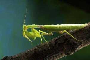 verde mantis en estudio foto