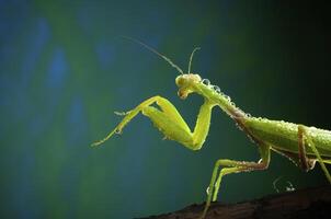 Green mantis in studio photo