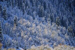 Excellent forms of winter nature photo