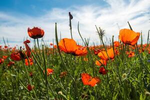 Natural flower background. Amazing view of colorful red poppy flowering. photo