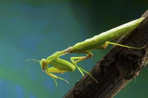 Green mantis in studio photo