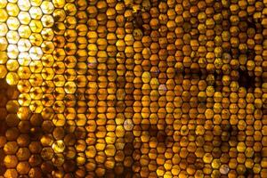 Studio Close-up of Honeycomb photo