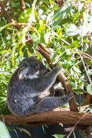 Koala in the National Park, Brisbane, Australia photo