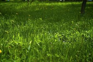 Green grass with yellow dandelions photo