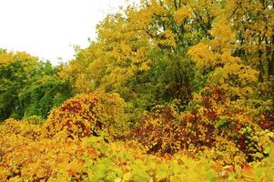 Autumnal trees on the sunset into park photo