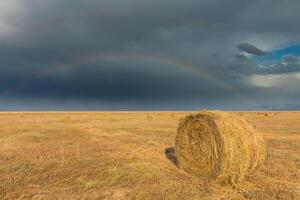 field after the harvest photo