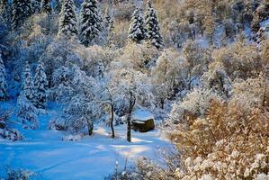 Excellent forms of winter nature photo